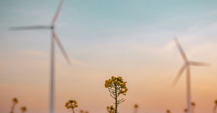 A peaceful image of a field of flowers with wind turbines in the background.